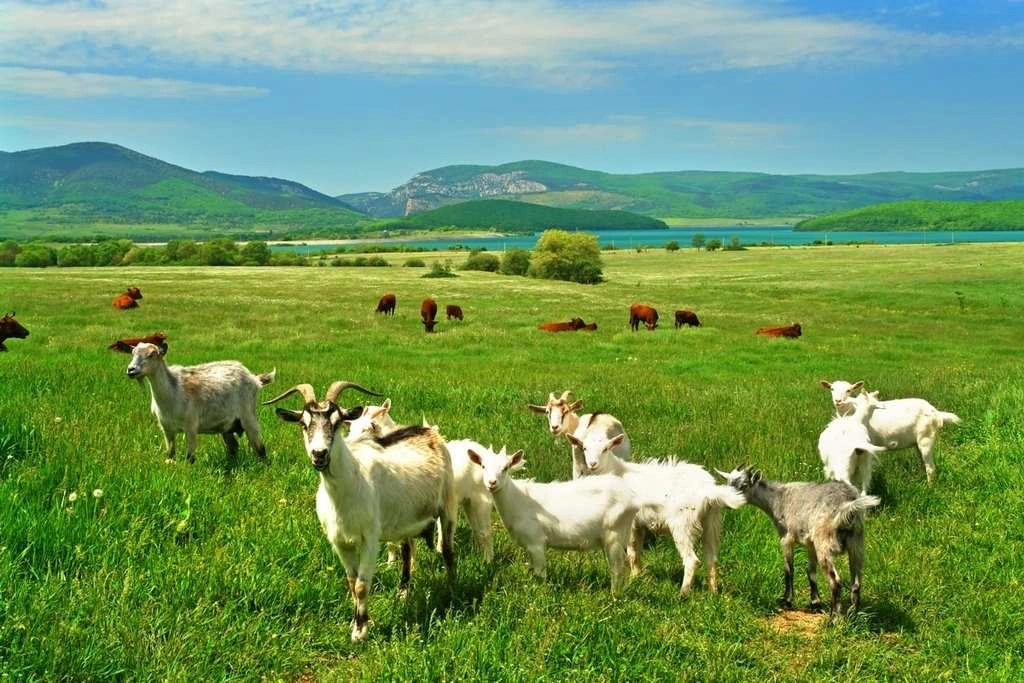 soderzhanie_i_razvedenie_koz_v_domashnih_usloviyah_6.jpg soderzhanie_i_razvedenie_koz_v_domashnih_usloviyah_6.jpg